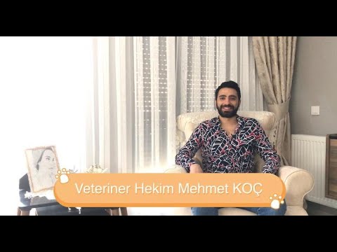 Video: Bir Veteriner Neden Kendi Evcil Hayvanları İçin Bazı Hayvan Sigortalarına İhtiyacınız Olabilir?