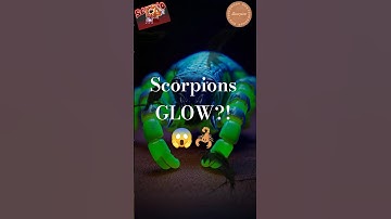 Scorpions GLOW in UV Light?! 😱 | 5 Shocking Facts in 60 Seconds!
