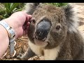 Walking with a koala to safety