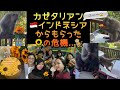 [藤井風]カゼタリアン🇮🇩インドネシアから貰った🌻は無事なのか..バリ島ウブドのお猿さん🐒達😱🥰 #fujiikaze #bali #ubud #monkey 