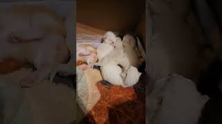 kitties are starting to open their eyes at 7 days old