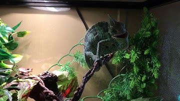 Taming the Veiled Chameleon.