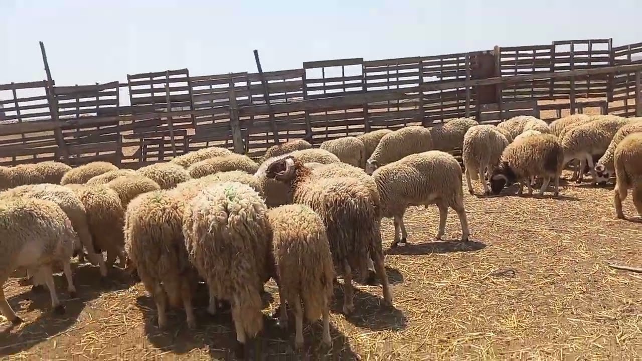 كارثة سوق الحولي اليوم بمدينة طنجة