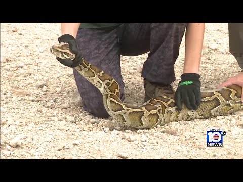 WildFlorida: Python hunt! 800 compete