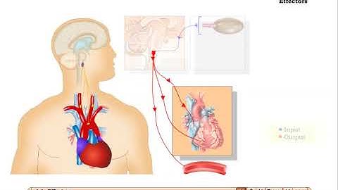 Negative Feedback loop in control of Blood Pressure