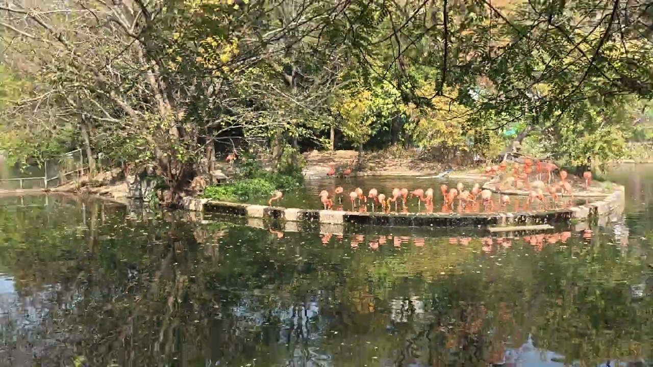 2026.01.15 Гуанчжоу, Guangzhou Zoo Amusement Park, розовые фламинго