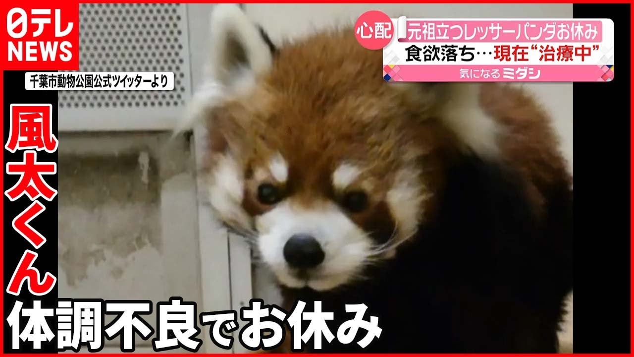 風太くん】“立つ”レッサーパンダ 人間なら80歳…体調不良でお休み - YouTube