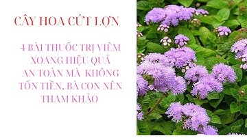 BÀI THUỐC TRỊ VIÊM XOANG BẰNG CÂY CỨT LỢN