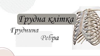 Груднина та ребра. Будова кісток.