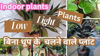 12 Top Low Light Indoor Plants | Low Light Houseplants | Bina dhoop ke chalne vaale paudhe