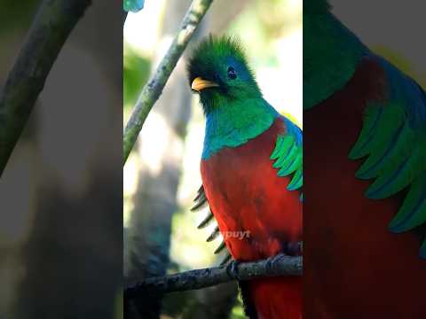 Video: Lembah Quetzal di Costa Rica