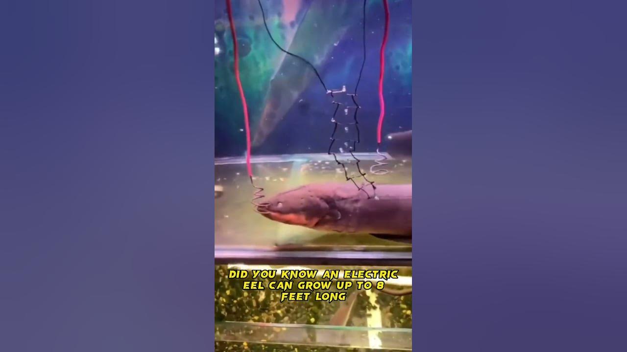 How Many Volts In Electric Eel ? Shorts Electriceel YouTube 