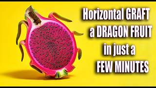 SUPER CHARGE your DRAGON FRUIT Growth with GRAFTING