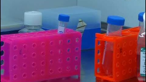 Production and labeling of dendritic cells derived from murine bone marrow using Qdot nanocrystals