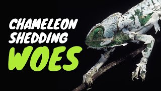 Why is My Chameleon Not Fully Shedding?