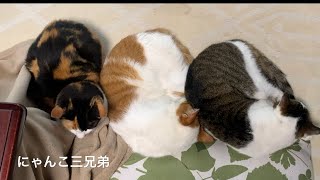 長楽寺の日常　何もない１日