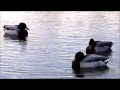 Mallard courtship