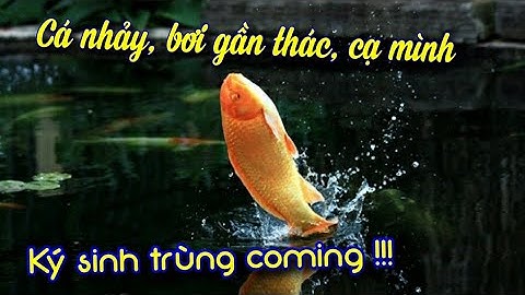 Cá koi cạ mình, liếc mình, Ký sinh trùng và sán cá koi, biểu hiện bệnh, nguyên nhân và cách điều trị