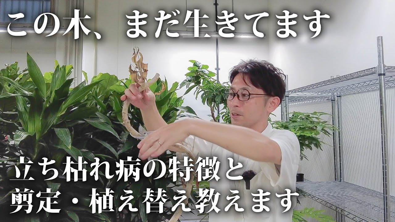 Houseplants] This tree is still alive. Reviving a diseased Amazon