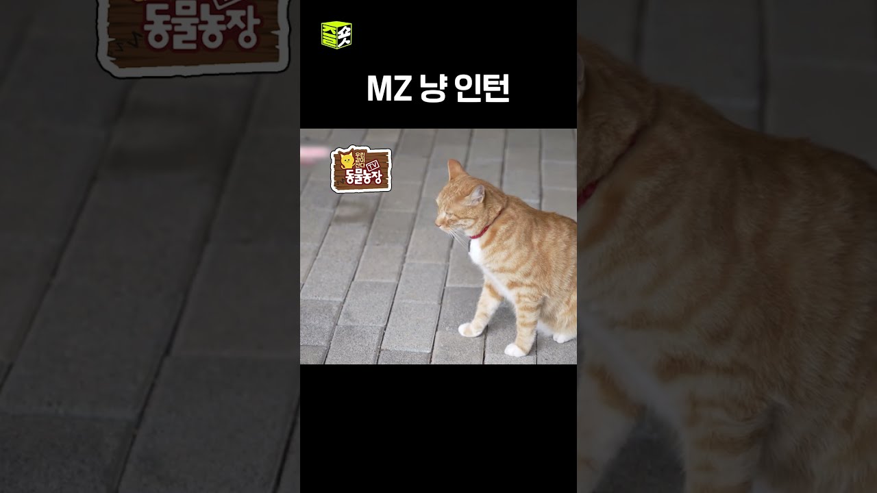요즘 애들은 달라~ #TV동물농장 #우와한비디오 #우와비 #shorts