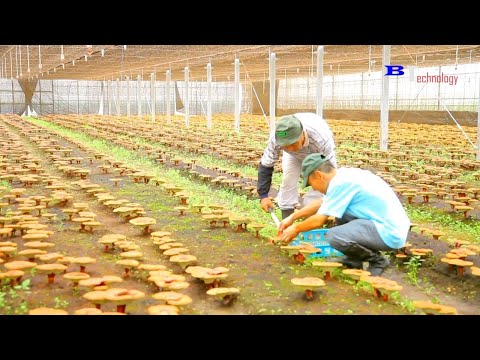 Como Cultivar Ganoderma no Japão - Fazenda de Cogumelo Red Reishi - Cultivo e Colheita de Cogumelo .