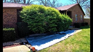 Cutting Back Overgrown Hedges/Uncovering Windows