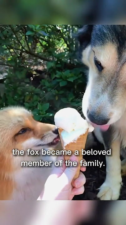 The Hungry Fox That Just Wanted Love। #shorts #petlover