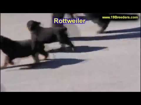 rottweiler puppies huntsville al valley grande alabama rottweiler puppies huntsville al valley grande alabama