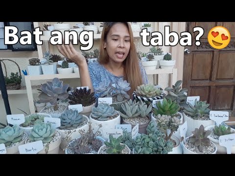 CARE TIPS TO KEEP OUR SUCCULENTS HEALTHY! || Philippines