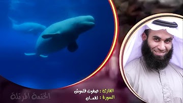 سورة لقمان | الختمة المرتلة | القارئ صفوت قلموش .HD