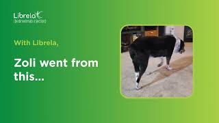 Librela™ Before and After Video: Zoli by Zoetis Petcare 1,112 views 2 weeks ago 31 seconds