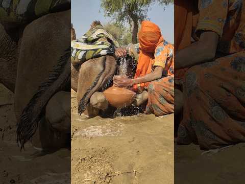 ملكة الصحراء ت بر د جمل ها الجميل بيد يها بين جر ة وماء يفيضان حب ا وحنان ا