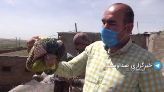 رونق تولید سیگ پا در کردستان
