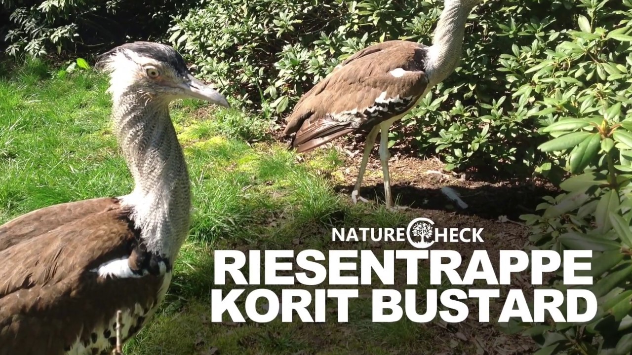 camera iphone 8 plus apk Kori bustard - Riesentrappe