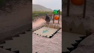Amazing Bird Trap Techneque. #short #easytrap #pigeon #birds