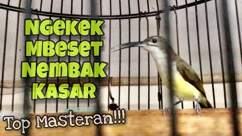 Top Masteran‼️Pijantung Pisang Gacor Ngekek Mbeset Nembak Kasar Yang Disukai Juri | Kicau Tembak