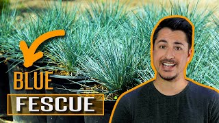 How to use Blue Fescue (Festuca glauca) in your garden! by Budget Plants 33,212 views 2 years ago 4 minutes, 27 seconds