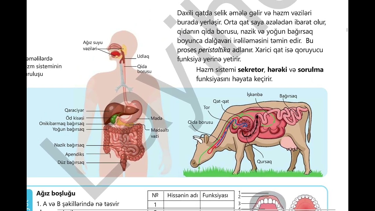 Həzm sisteminin quruluşu və funksiyaları. (8-ci sinif)