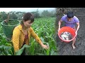 Full Videos: Growing Crops On The Farm, Harvesting Fish, Many Delicious Dishes Luxurious