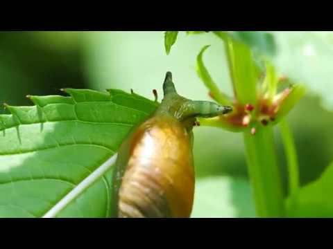 Nature showreel 2017