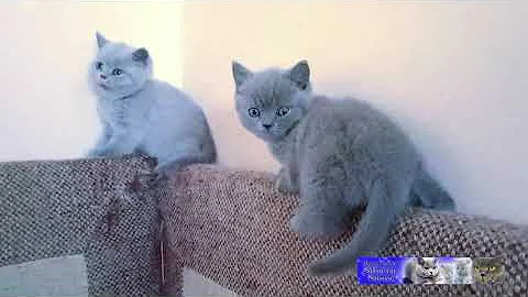 Video 11306981: cattery british, british blue cat, british kitten, snow british, kitten fun