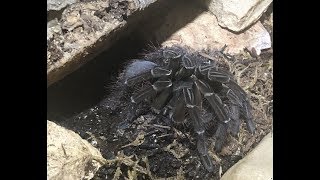 My Theraphosa Stirmi Tarantula molting