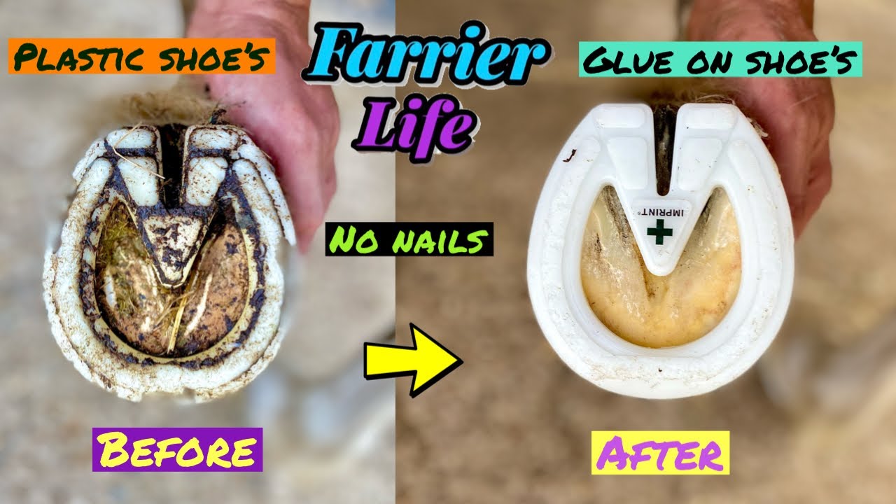 SATISFYING NEW PLASTIC HORSESHOES!! FARRIER NO NAILS! GLUE ON SHOES