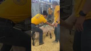 Shearing Competition Explained