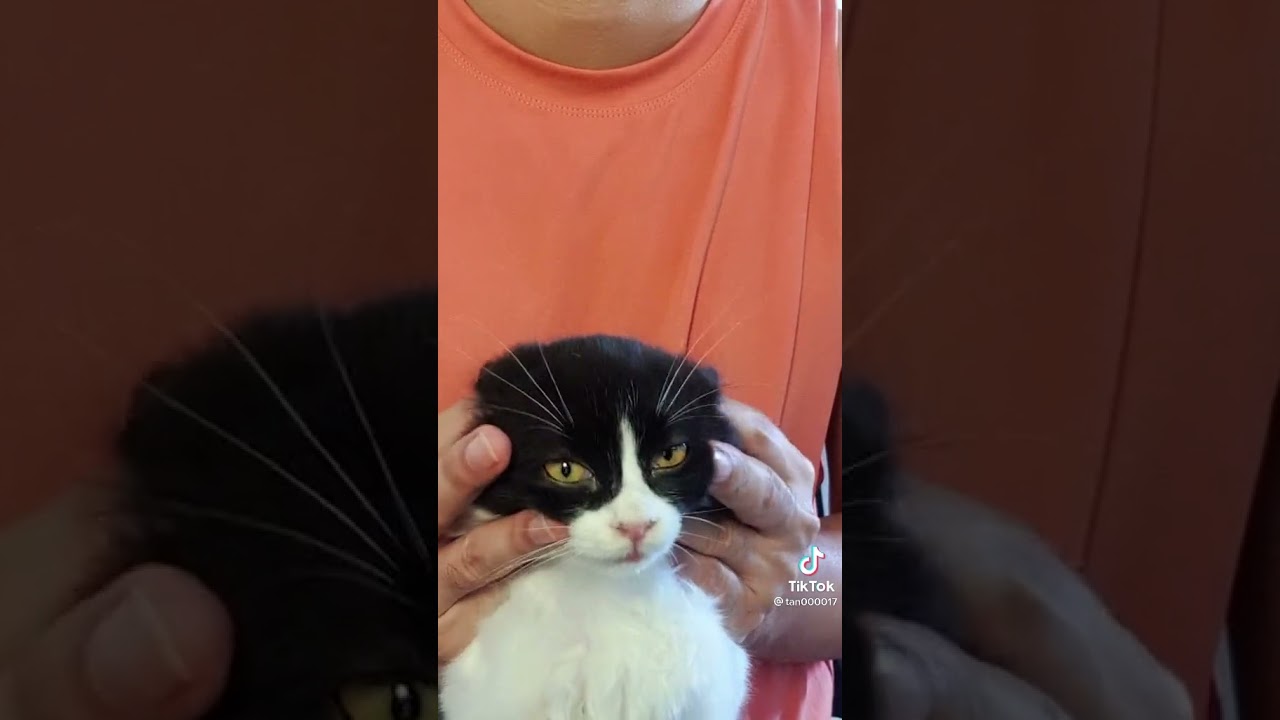 relaxing cat massage YouTube