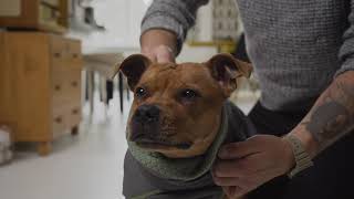 Dress, Fit Go - Hurtta Razzle-Dazzle Midlayer