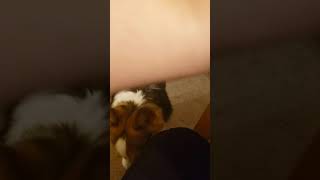 Invisible Corgi Treats... #shorts
Indy gets some treats Invisible Corgi Treats... #shorts