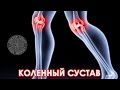 Доктор Спорт «Анатомия коленного сустава»