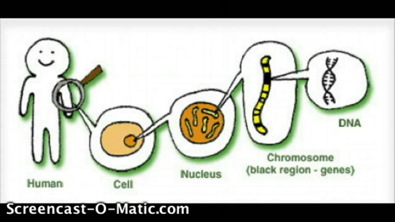 Each cell. Ген и хромосома. Гены и хромосомы. Гены ДНК. ДНК И хромосомы.