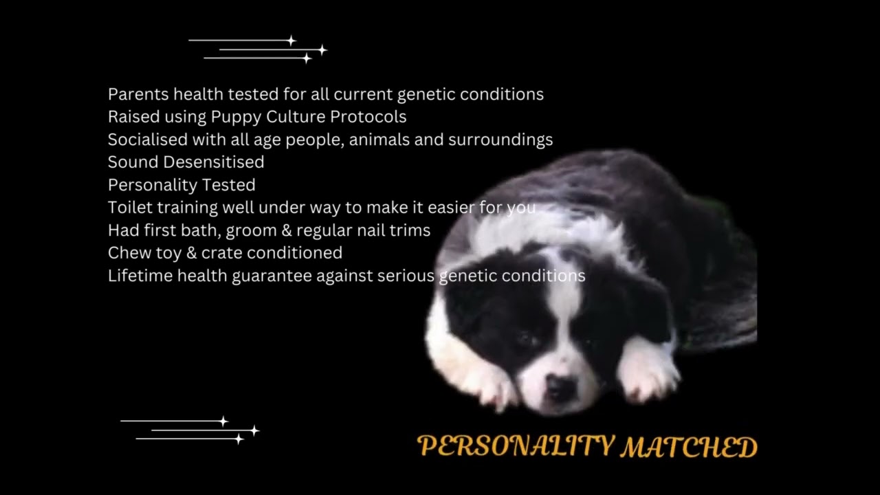 expecting border collie puppies